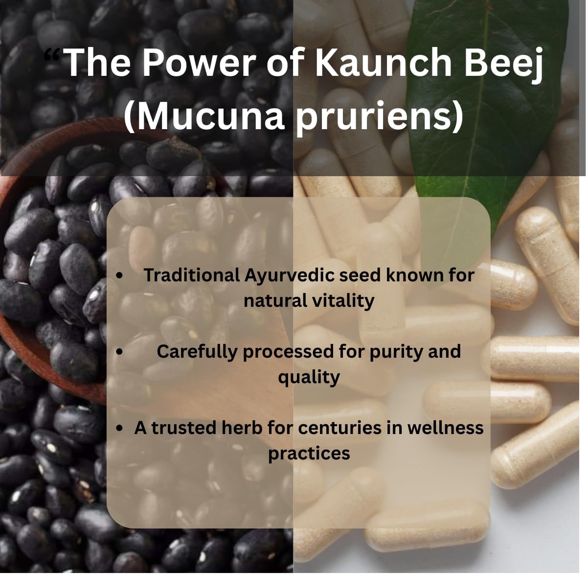 Morsan Kaunch (Konch) Beej Cápsulas – Mucuna pruriens 500 mg – 240 Cápsulas Veganas (Paquete de 4)
