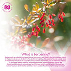 Nootropics Depot Berberine HCL + Silymarin 500mg+100mg 180 Cápsulas | Apoya Función Celular, Metabolismo e Inflamación Equilibrada
