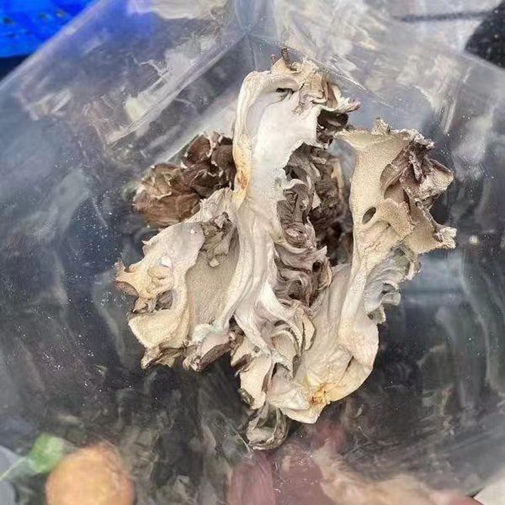 Maitake Mushroom Huishuhua (1000g(35.27oz))