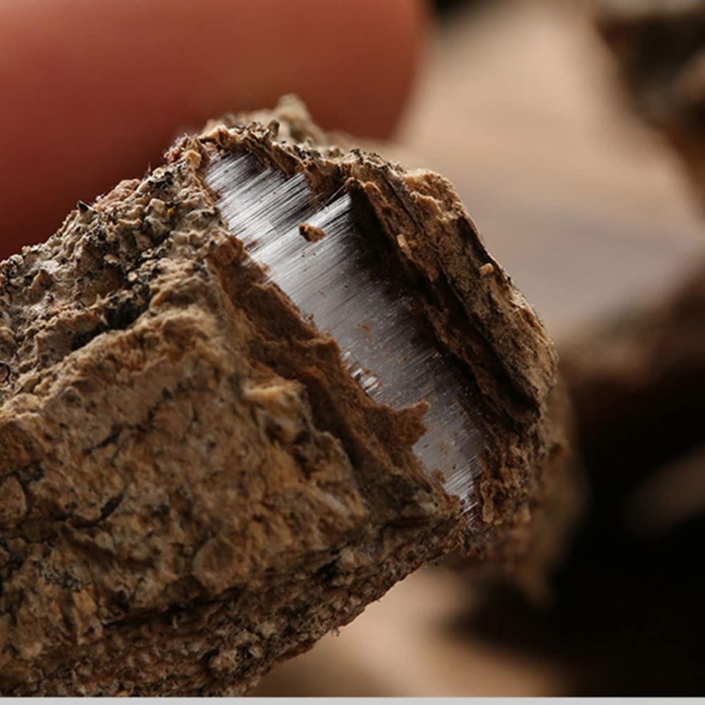 Corteza de Eucommia (Eucommia ulmoides) – 1000 g (2.2 lbs) - Té de hierbas tónico