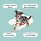 Alice & Eli Golden Groovin' Turmeric para Perros - Apoyo Inmunitario y Articular Natural con Curcumina Orgánica, MCT y Fenogreco - Suministro para 30 Días para Perros Grandes