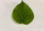 Fresh Betel Leaf, Paan, Piper Betel (10 Hojas) – Handpicked Premium Quality – Para Masticar, Puja Religiosa, Uso Ayurvédico – Indian Tambul, Vettila, Tambaku Patta – 10 Unidades