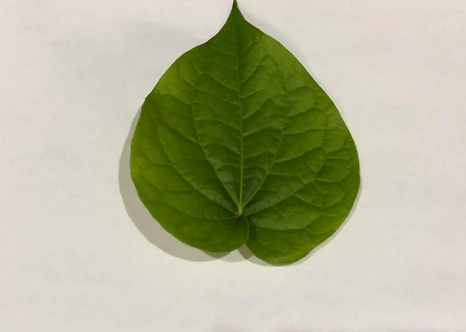 Fresh Betel Leaf, Paan, Piper Betel (10 Hojas) – Handpicked Premium Quality – Para Masticar, Puja Religiosa, Uso Ayurvédico – Indian Tambul, Vettila, Tambaku Patta – 10 Unidades