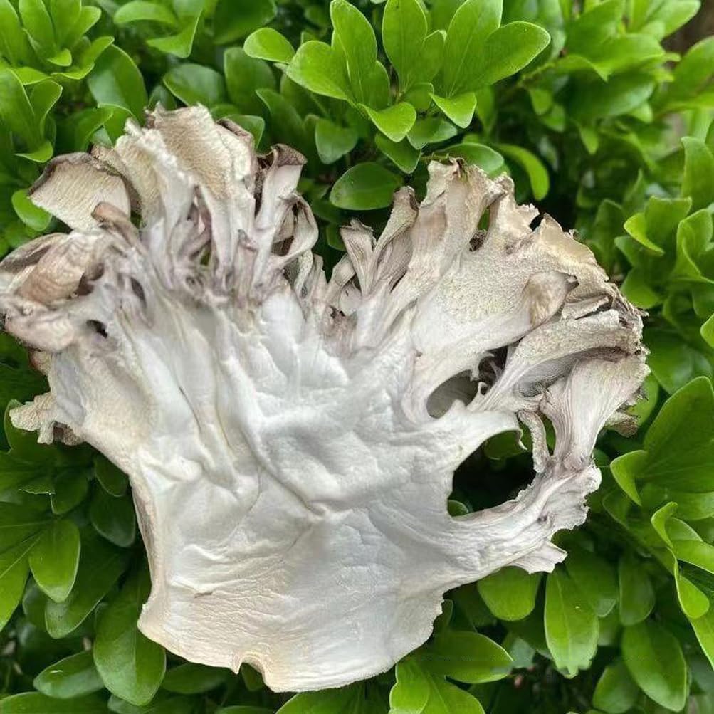 Maitake Mushroom Huishuhua (500g)