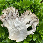 Maitake Mushroom Huishuhua (250g)
