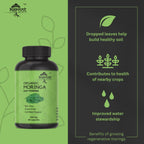 Cápsulas de Moringa Orgánica | Suplemento de Hojas de Moringa Verde para Energía, Metabolismo y Apoyo Inmunológico – 120 Cápsulas, Superalimento Natural