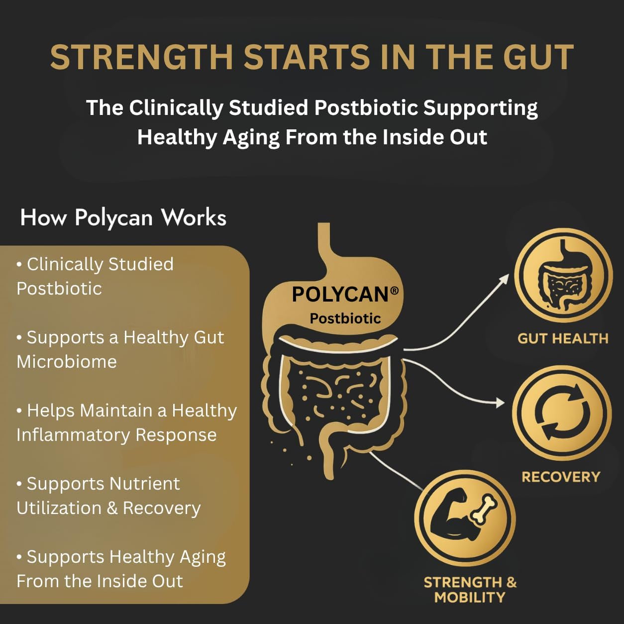 40+ Muscle Bone Joint Support | Posbiótico Polycan® Estudiado Clínicamente | Apoyo para Salud Ósea, Muscular y Articular | 60 Cápsulas
