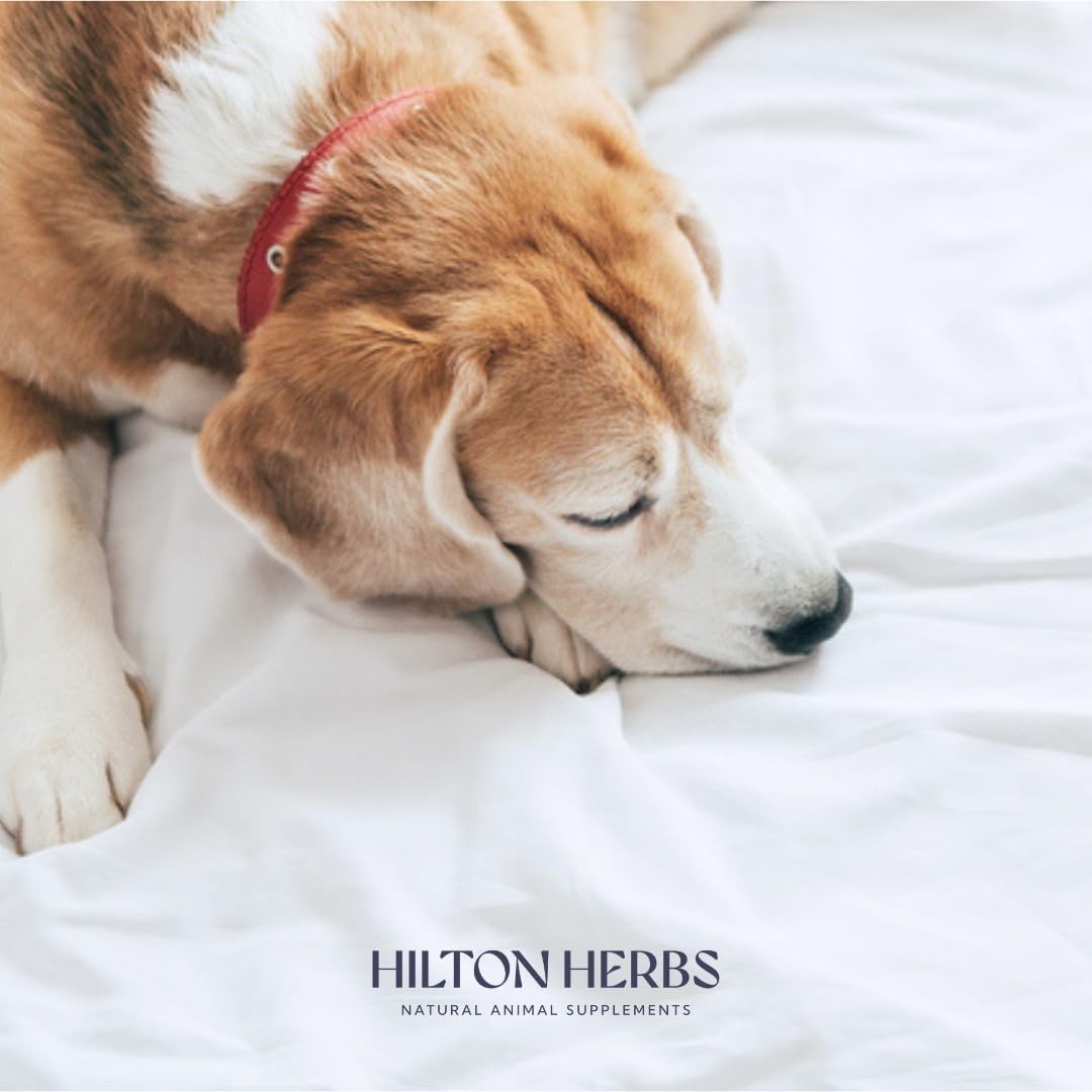 Hilton Herbs Canine Tranquility Suplemento de Hierbas para Perros, 125 g