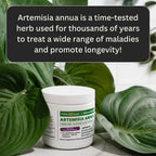 Artemisia Annua Sweet Wormwood Herbal Powder