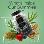 BUCKLEBURY Gominolas de Sea Moss Irlandés con Bladderwrack y Burdock Root - Complemento Alimenticio Vegano - 60 Gominolas