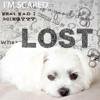 The Blissful Dog Maltese Age Well Spray Aromatherapy – Image 5