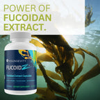 Youngevity FucoidZ - Organic Maritech Fucoidan Pure Extract and Cofactors (Vitamin C, Zinc, Elderberry + Botanical Blend) - Immune Support - Super Antioxidant - 60 Capsules
