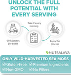 NUTRALAVA Sea Moss Capsules - Irish Sea Moss, Black Seed Oil, Ashwagandha - 60 Cápsulas