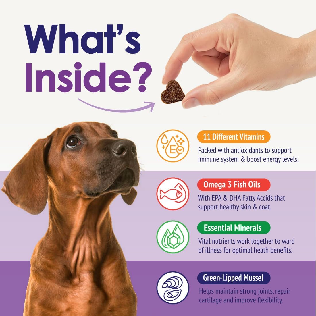 Multivitamínico Masticable para Perros 22 en 1 - Con Mejillón de Labios Verdes y Omega-3 - 60 Masticables Sabor Ternera