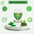 Morsan's Giloy (Tinospora Cordifolia) Cápsulas - 60 cápsulas de 500 mg