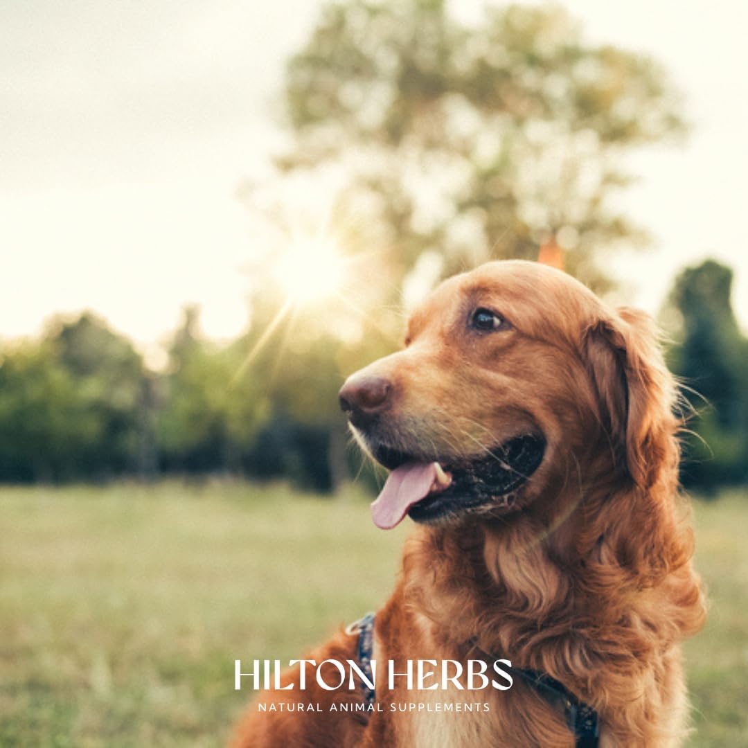 Hilton Herbs Senior Dog Optimum Health Supplement for Older Dogs, 4.4 oz