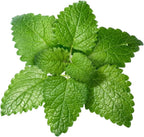 Organic Natural Pure 1.1LB Lemon Balm Extract Powder - 1.1 Pound (500 gramos)
