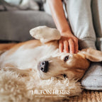 Hilton Herbs Canine Detox Support – Suplemento herbario para la función hepática en perros, bote de 125 g
