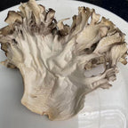 Maitake Mushroom Huishuhua (1000g(35.27oz))