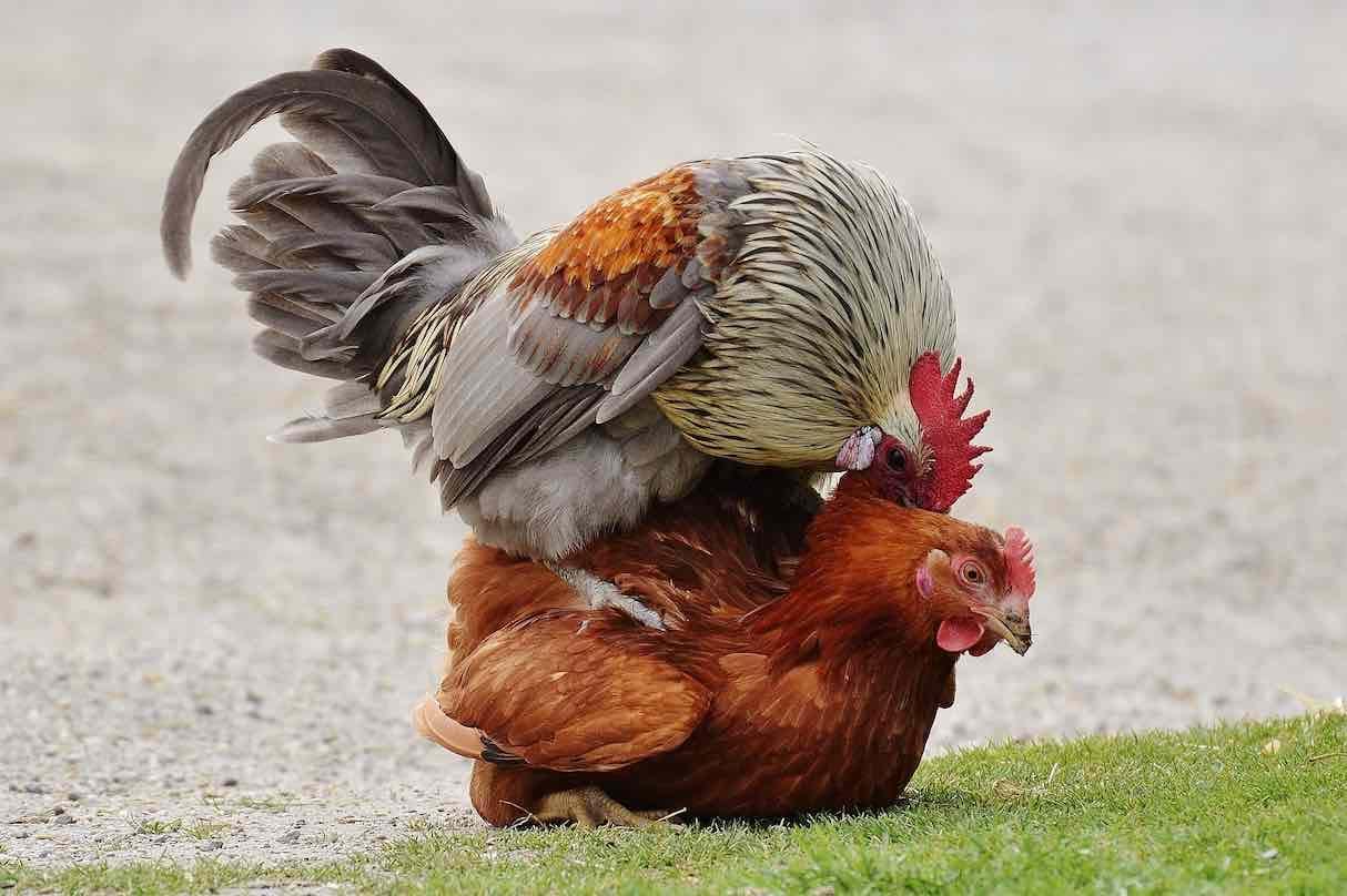 Farmalab B12 B15 para Gallos - 100 Comprimidos