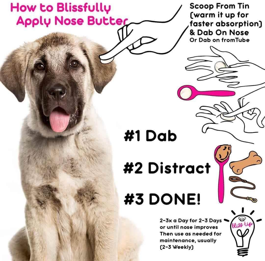 The Blissful Dog Anatolian Shepherd Nose – Manteca de karité: Hidrata y suaviza, rica en vitaminas A y E. – Image 4