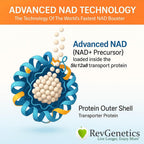 REVGENETICS Advanced NAD Powder – Suplemento de NAD, 147 porciones, 25 gramos