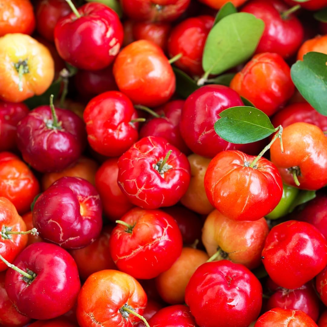 Pure Original Ingredients Acerola Cherry (100 Cápsulas) - Siempre Puro, Sin Aditivos ni Cargas
