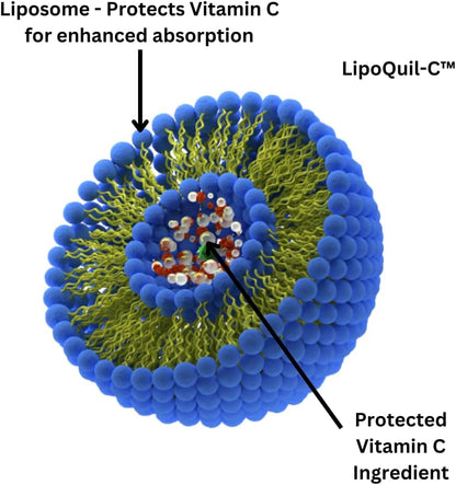 Research Labs LipoQuil-C™ Vitamina C Liposomal 1000 mg 240 Cápsulas – Image 2