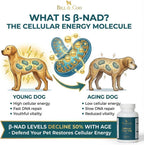 BILL & COO Defend Your Pet β-NAD Supplement for Senior Dogs – Advanced Cellular Anti-Aging with Vitamins C, D, K2, Probiotics & Digestive Enzymes – 105g