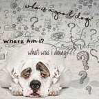 The Blissful Dog American Bulldog Age Well – Aromaterapia para Perros