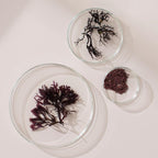 New Nordic Extracto de Irish Sea Moss - Complejo Tri-Alga con Kelp Noruego y Wakame, Vegano y Sin Gluten, 30 Comprimidos