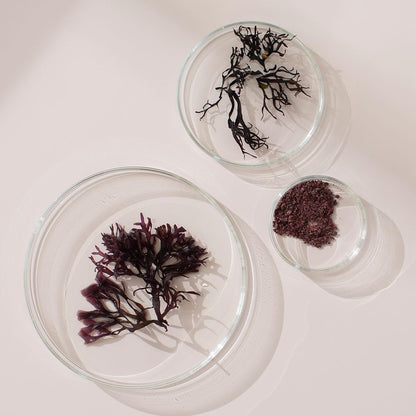 New Nordic Extracto de Irish Sea Moss - Complejo Tri-Alga con Kelp Noruego y Wakame, Vegano y Sin Gluten, 30 Comprimidos – Image 8