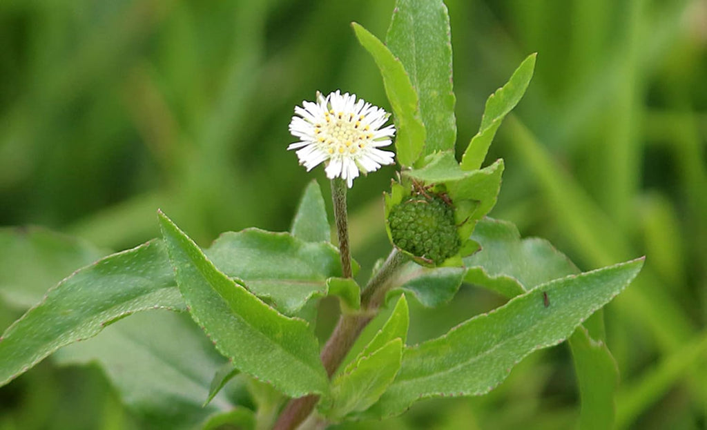 Extracto Puro de Eclipta Prostrata (False Daisy) - Gránulos Concentrados 300g