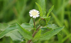 Extracto Puro de Eclipta Prostrata (False Daisy) - Gránulos Concentrados 300g