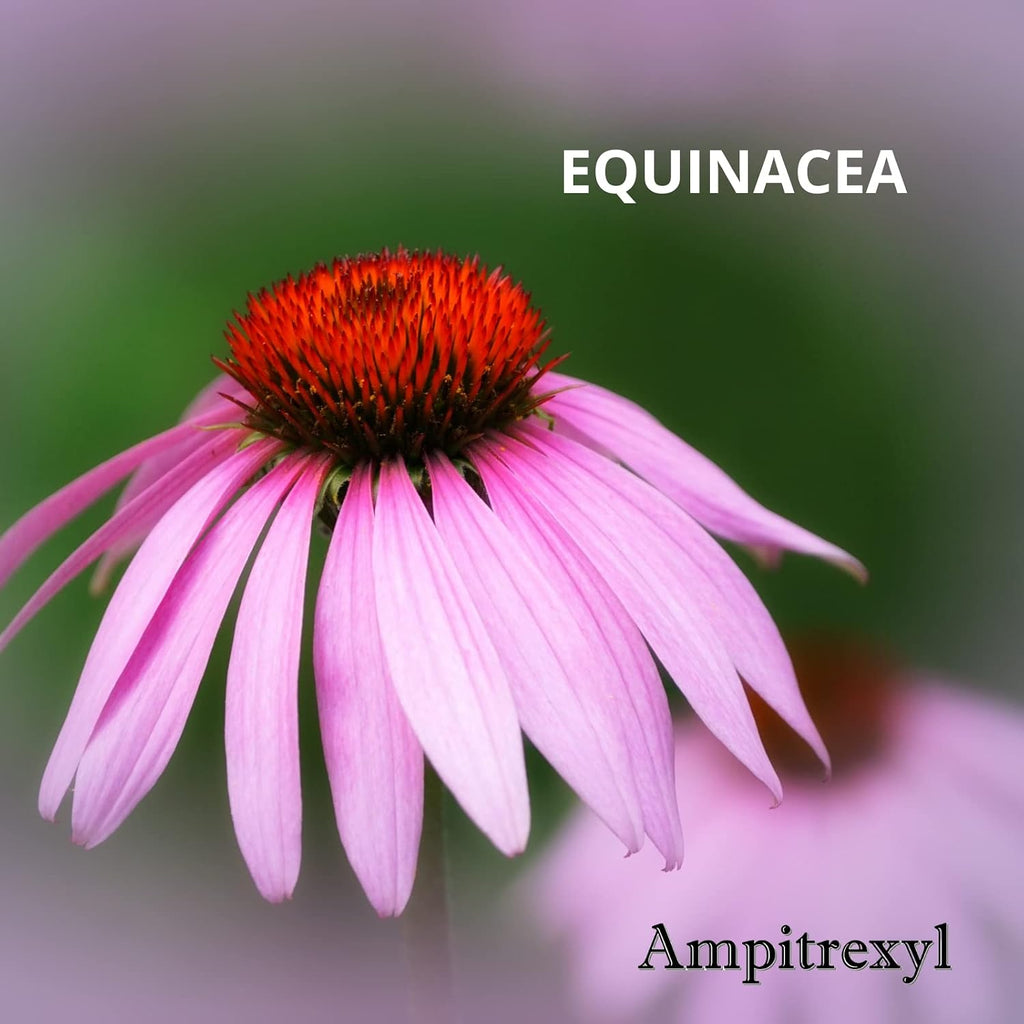 Ampitrexyl Fórmula 100% Natural - Vitamina C y Zinc - 30 Cápsulas - 500 mg