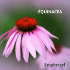Ampitrexyl Fórmula 100% Natural - Vitamina C y Zinc - 30 Cápsulas - 500 mg