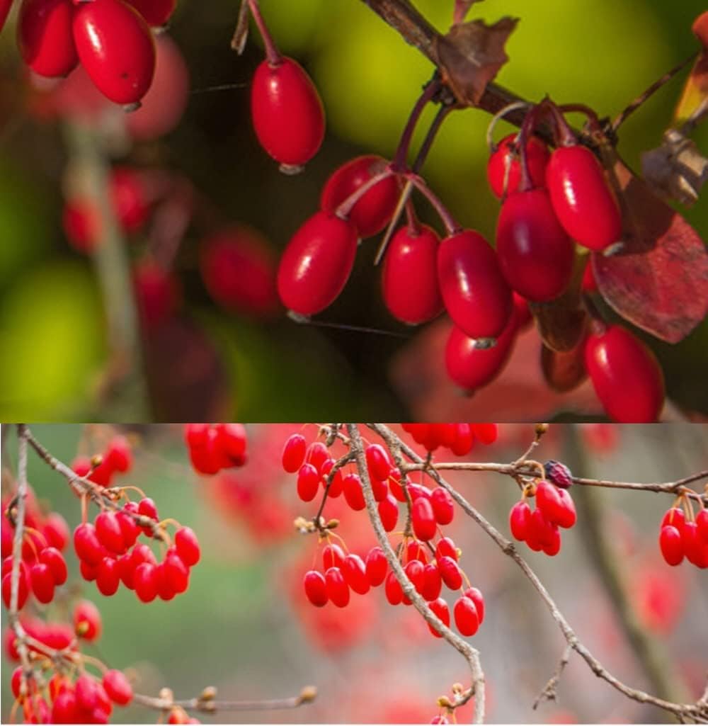 Organic Natural Pure Cornelian Cherry, Cornus Fruit Extract Powder - 300 g