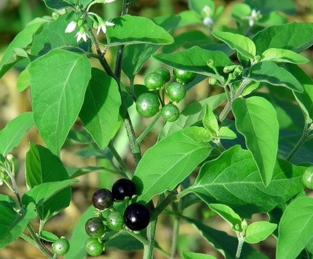 3V Manathakkali Powder 100g - Polvo de Makoy (Solanum Nigrum)
