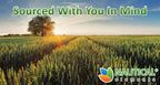 Polvo de Wheatgrass Orgánico Certificado USDA - Hierba de Trigo en Polvo - Vegano y Sin OGM