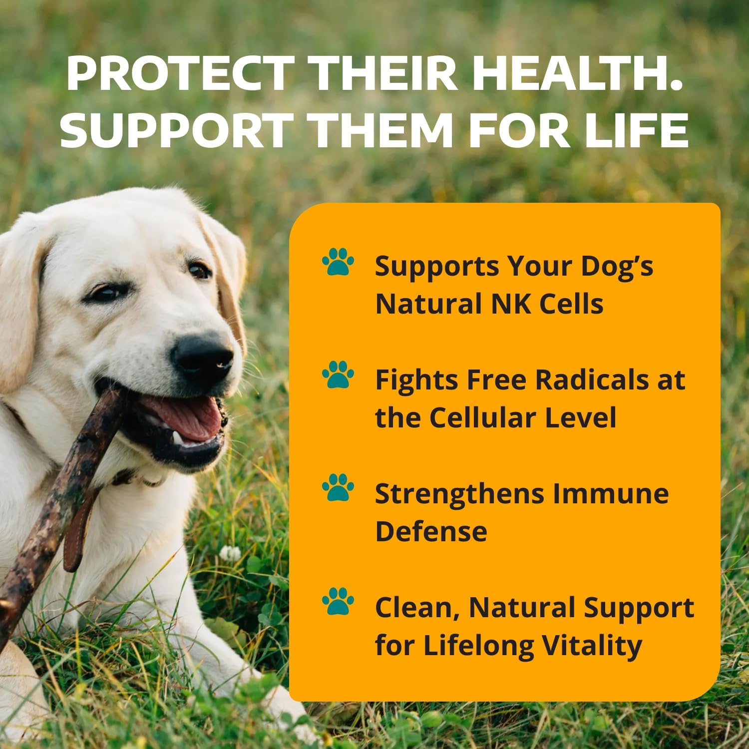 WorksSoWell IP-6 Immune Support for Dogs – 240 V-Cápsulas
