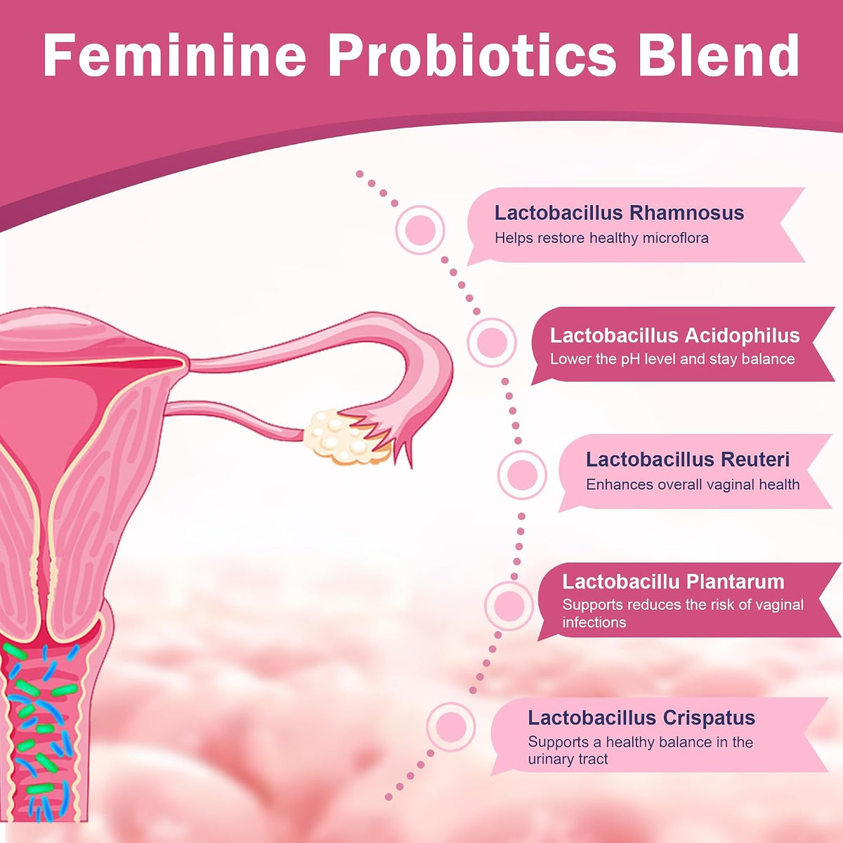 Nature Target Probióticos Vaginales para – Enzimas digestivas: Ayudan a descomponer los alimentos, mejorando la – Image 3