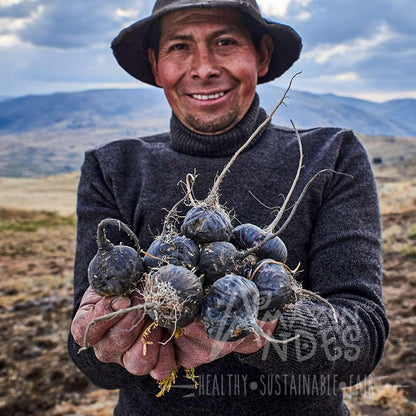 Cápsulas de Maca Negra, Roja y Amarilla – Pureza: Sin aditivos, rellenos ni conservantes. – Image 6