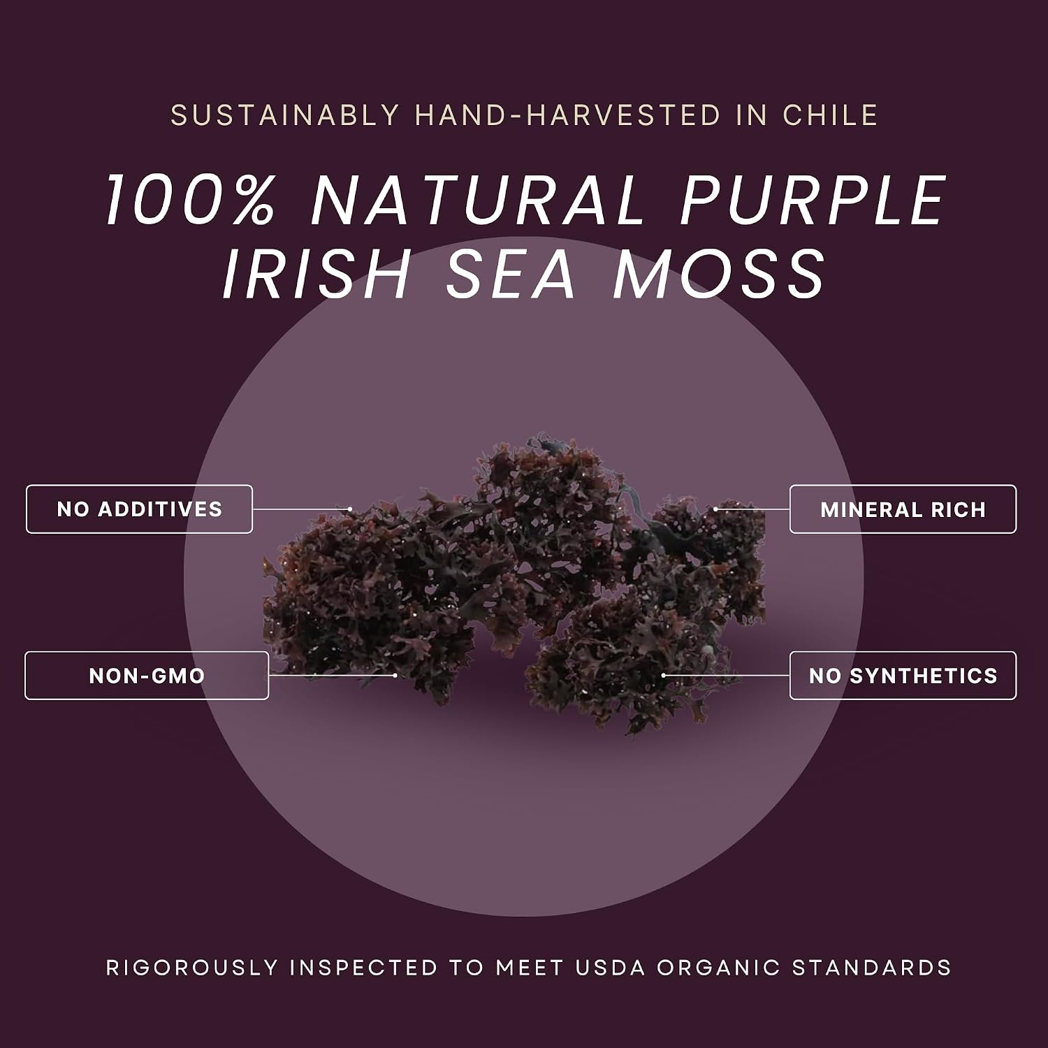 Red's Pure Botanicals Irish Sea Moss Orgánico – Chondrus Crispus Púrpura