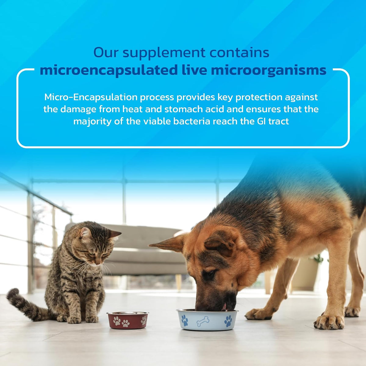 Probióticos para Perros y Gatos - Polvo – Mejorar la digestión y la absorción de nutrientes. – Image 5