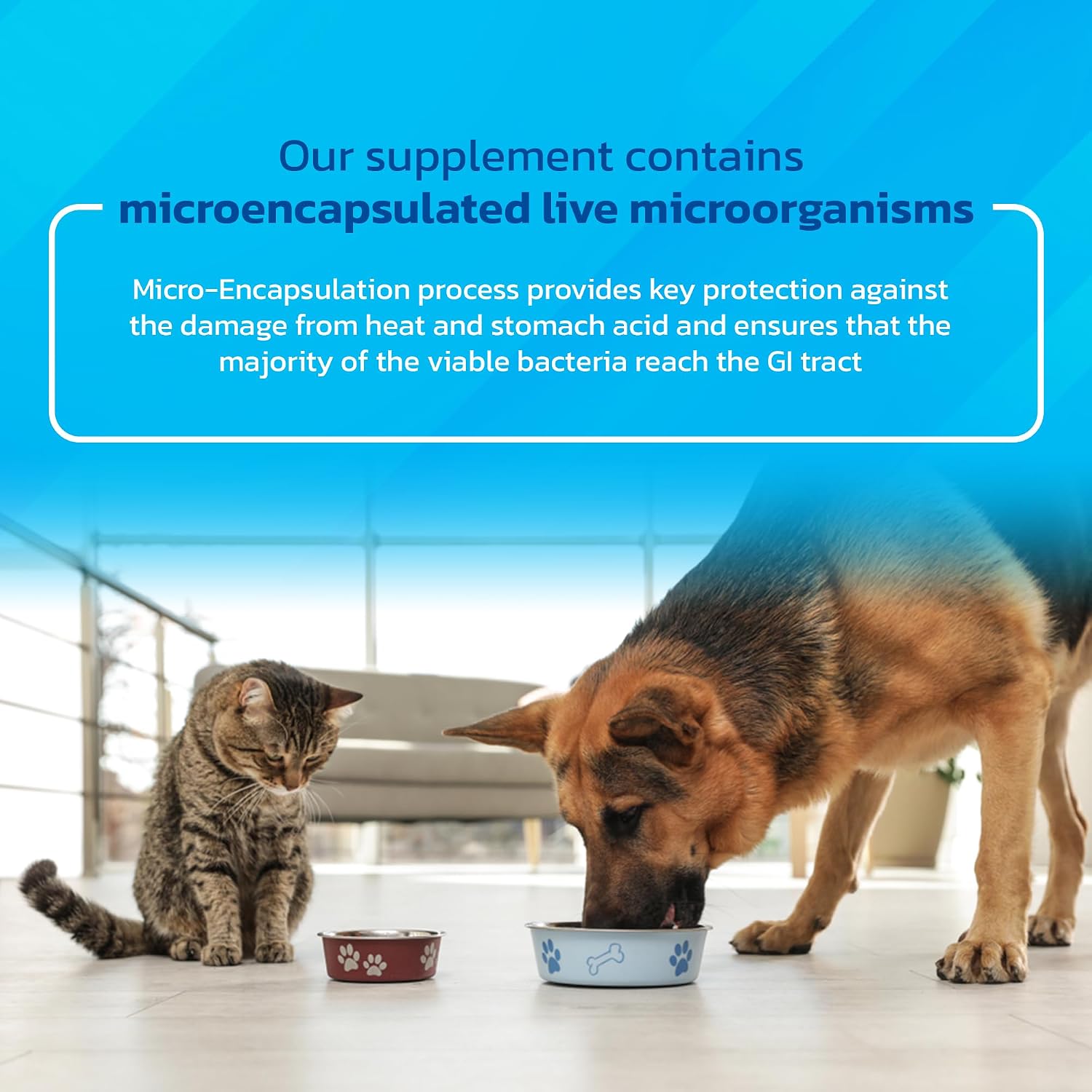 Probióticos para Perros y Gatos - Polvo Prebiótico y de Enzimas Formulado por Veterinarios para la Salud Digestiva, Intestinal e Inmunitaria - 1600 Dosis (400 g)