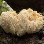 Earthborn Elements Lion's Mane 200 Cápsulas – Puro y Sin Aditivos