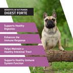 K9 Power Digest Forte – Apoyo Digestivo e Inmunológico Avanzado para Perros – Mezcla de Probióticos, Prebióticos, Postbióticos con Aceite de Salmón, Jengibre, Algas, Granada, L-Glutamina – Alivio de Gases, Heces y Malestar Intestinal
