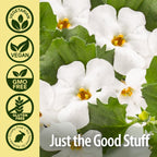 Nature's Answer Bacopa Monnieri 500mg – 90 Cápsulas Veganas