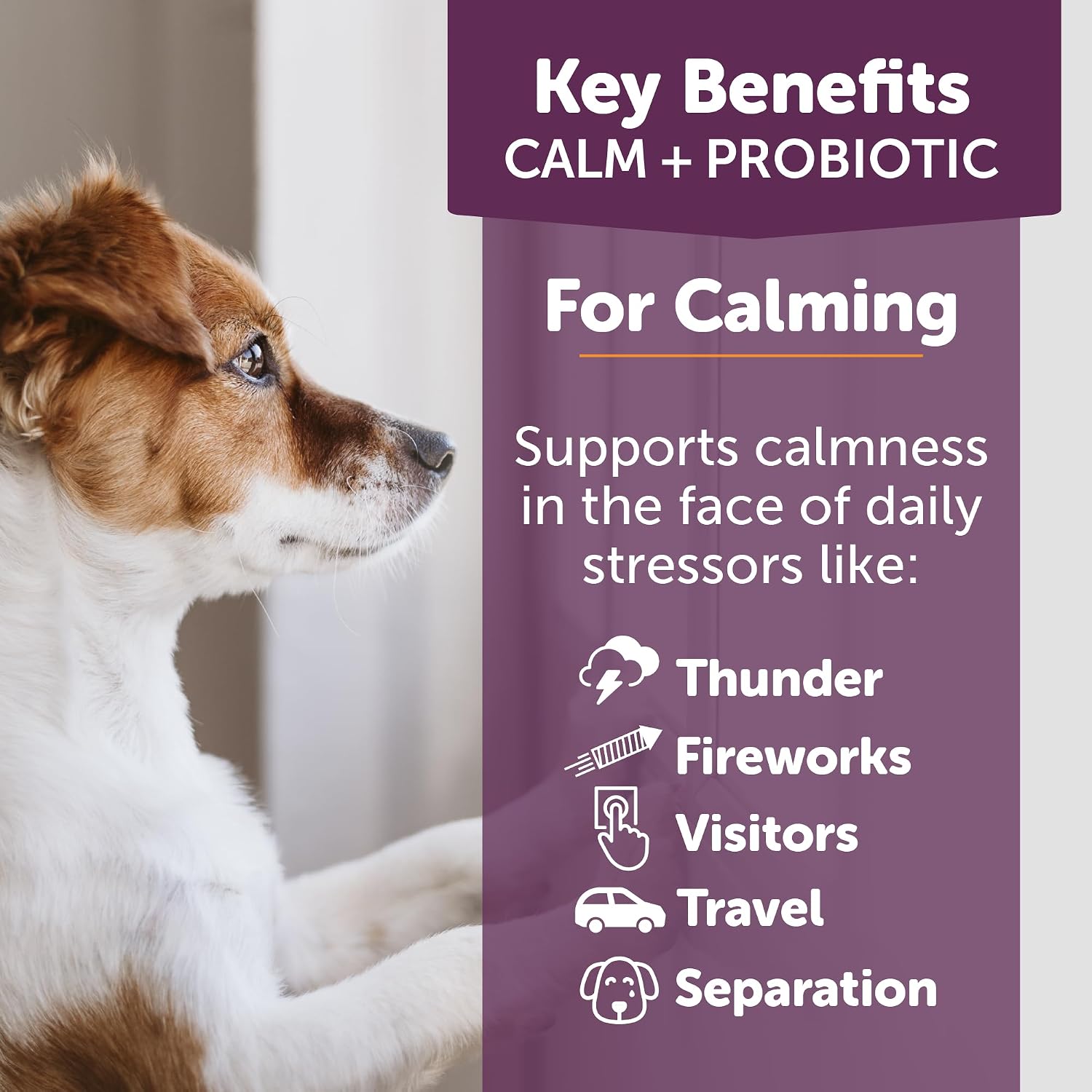ThunderBites Calm + Probiotics para Perros - Masticables Suaves con Probióticos, Prebióticos y Postbióticos + Apoyo para el Estrés Diario, 90 unidades