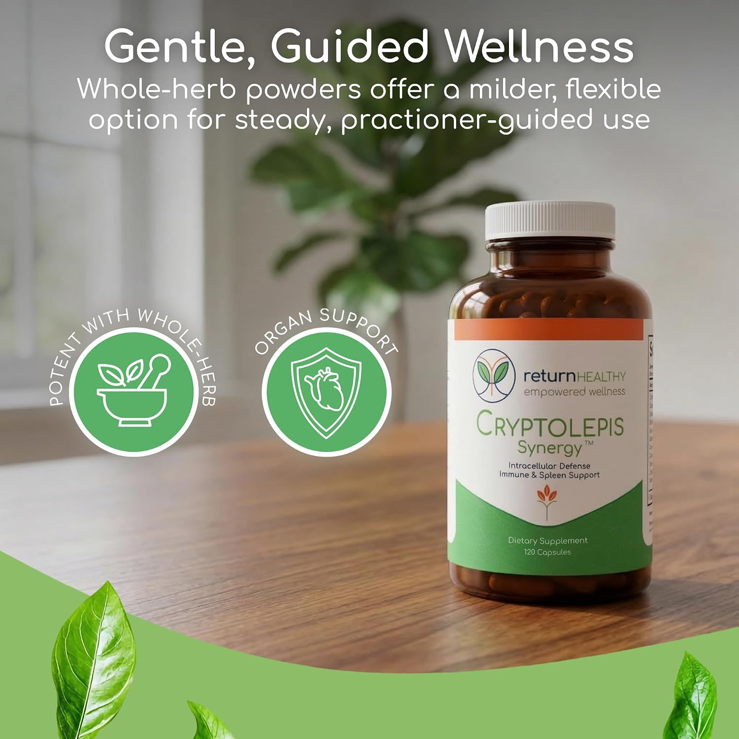 Cryptolepis Synergy, Complemento Alimenticio para el Apoyo Inmunitario, Hepático y Linfático, 120 Cápsulas, 3 Paquetes